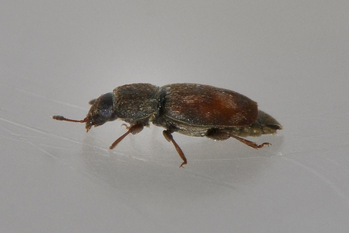 Nitidula carnaria - Nitidulidae